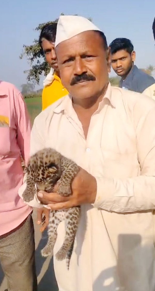 पिलांच्या संरक्षणासाठी पळालेल्या बिबट्याचे पिलू हरविले