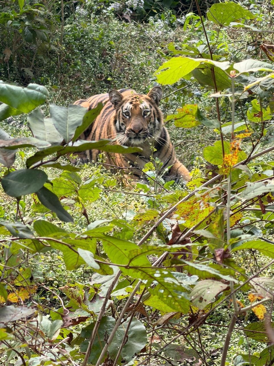 टायगर रिटर्न! ज्ञानगंगा अभयारण्यात वाघाचे पुनरागमन