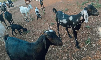 धामणगाव हद्दीतून सव्वा लाखांच्या शेळ्या लंपास