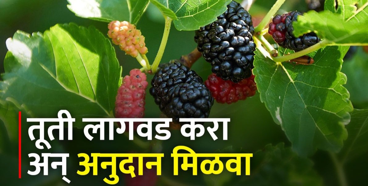 तुती लागवडीसाठी शेतकऱ्यांनी ५ मार्चपर्यंत नोंदणी करावी