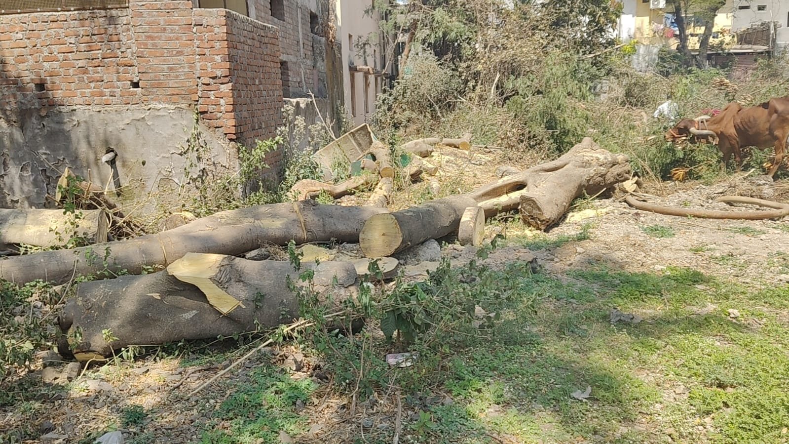 मलकापूर नगरपालिकेत ‘लाकूडचोरी’चा प्रताप? 