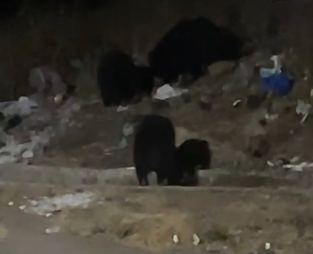 बुलढाणा: म्हाडा कॉलनी परिसरात अस्वलांचा धुमाकूळ